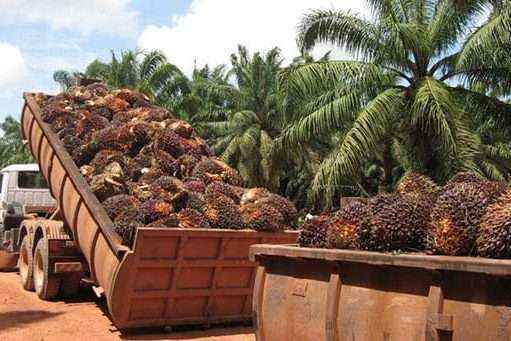 1646029590-oil_palm_biomass